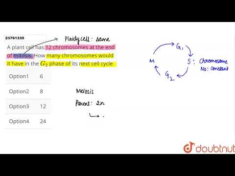 A plant cell has 12 chromosomes at the end of mitosis. How many chromosomes