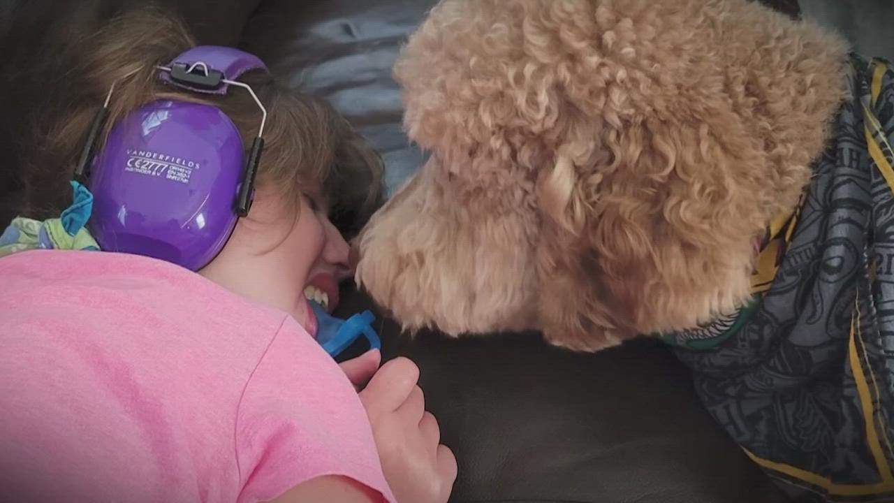 Lifesaving service dog grants Tomball family peace of mind YouTube