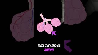 The TUBES in your Respiratory System #shorts