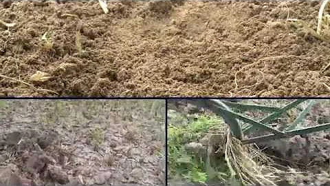 More Food with Better Soil