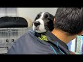 ボーダーコリーは犬というより彼女に近い??
