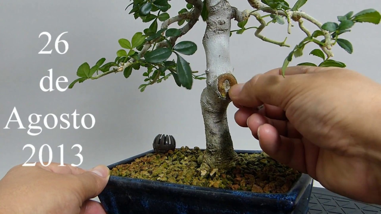COMO SELLAR HERIDAS DE PODA EN UN BONSAI YouTube