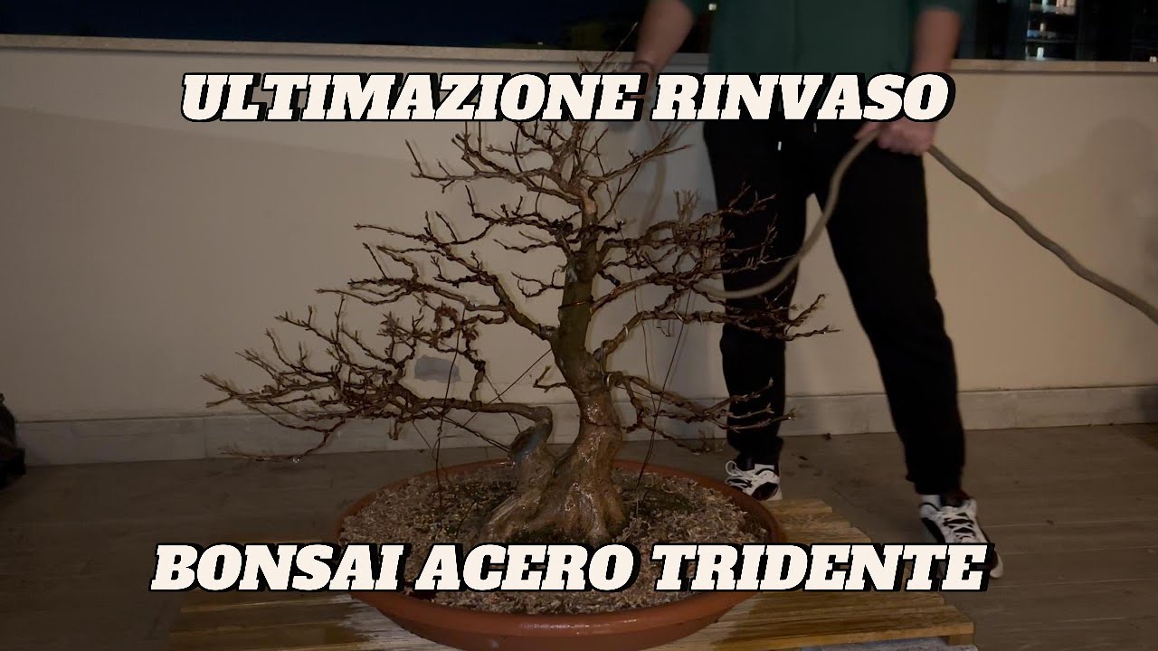 ULTIMAZIONE RINVASO BONSAI ACERO TRIDENTE