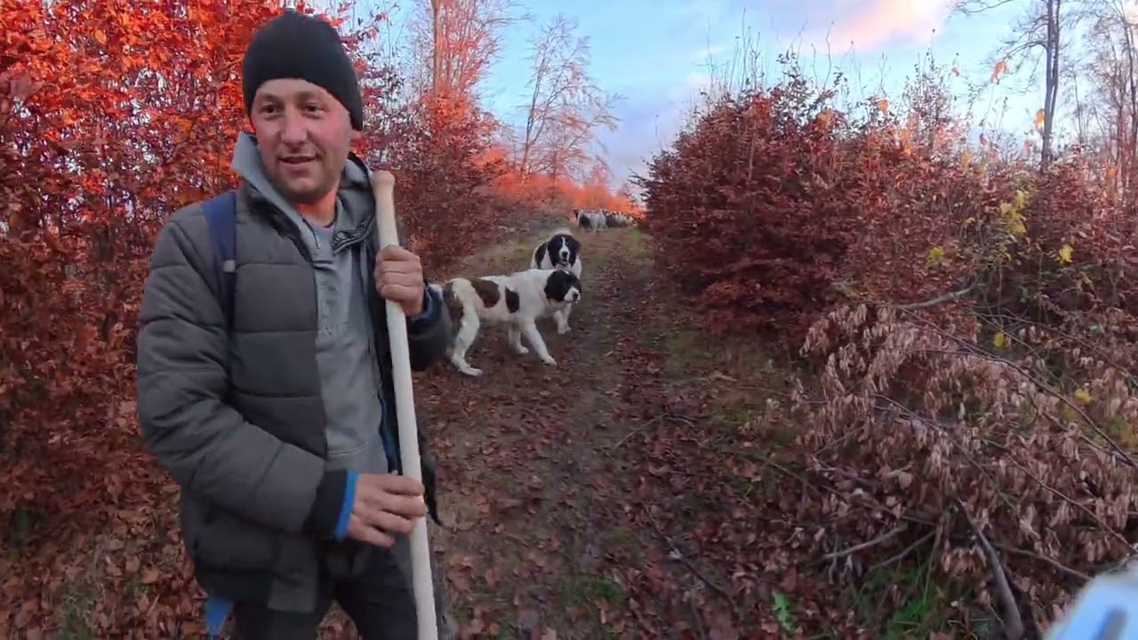 Un tânăr cioban donează o oaie. Puțini ar face ce face el. 🐑 Marius Sigartau 