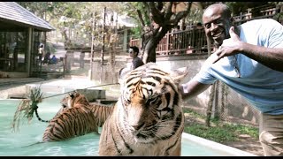 Tiger Kingdom Chiang Mai " Scary Behind Scenes Footage"