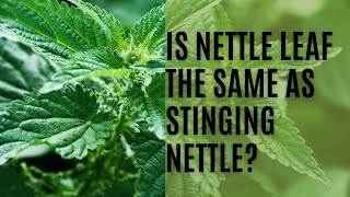 Is Nettle Leaf The Same As Stinging Nettle? Information