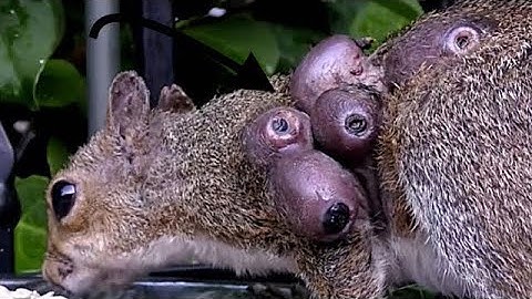 Removing A Huge Botfly from Squirrel nick || Squirrel rescued