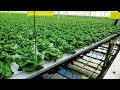 Viscon hydroponics  semi automated deep water culture system