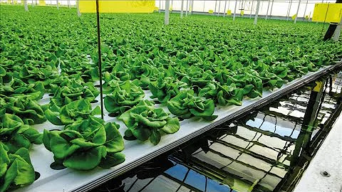 Viscon Hydroponics - Semi automated Deep Water Culture System