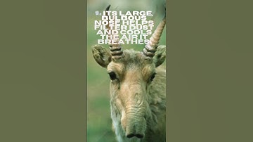 The Antelope With a Crazy Nose! #trendingshorts #shortvideo #antelopes #animals