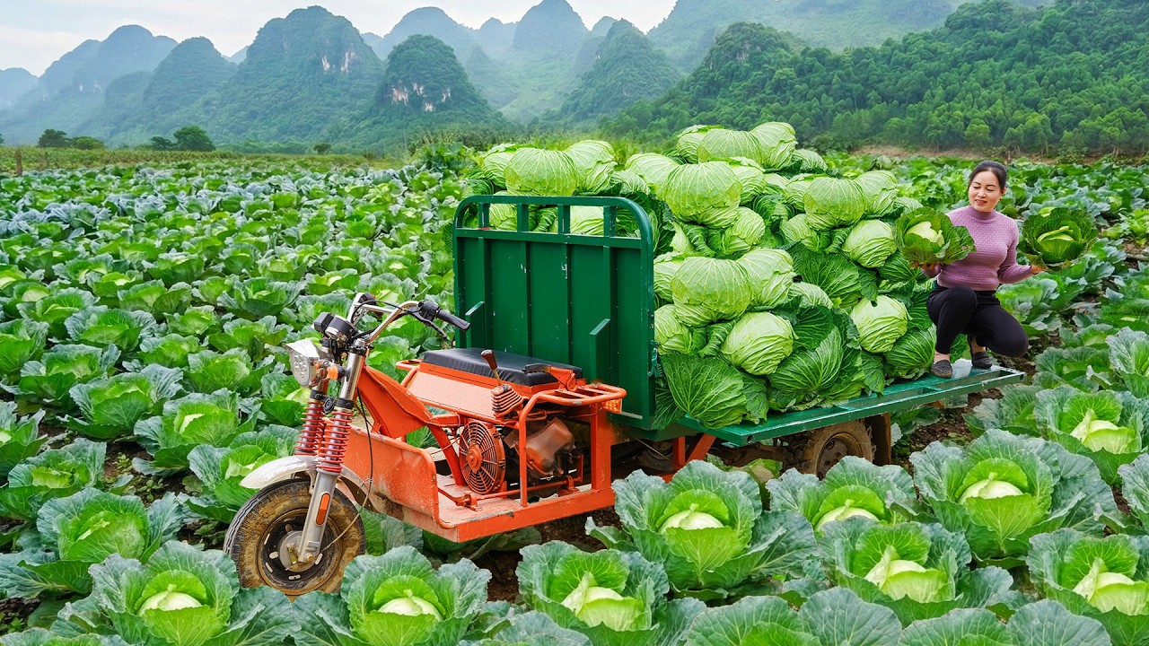 Harvesting Many Cabbage Fills a 3-Wheeled Truck Transport To Countryside Market Sell For Villager
