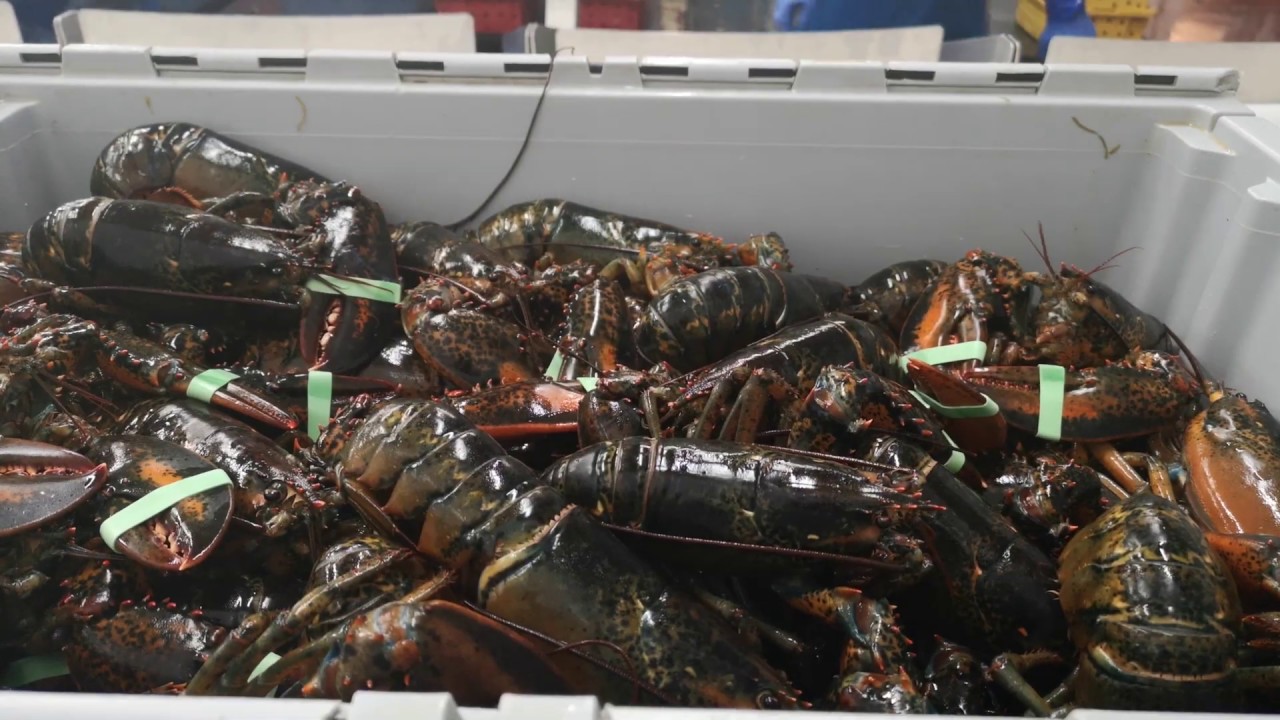 Cube Seafood - Whole Lobster Grader