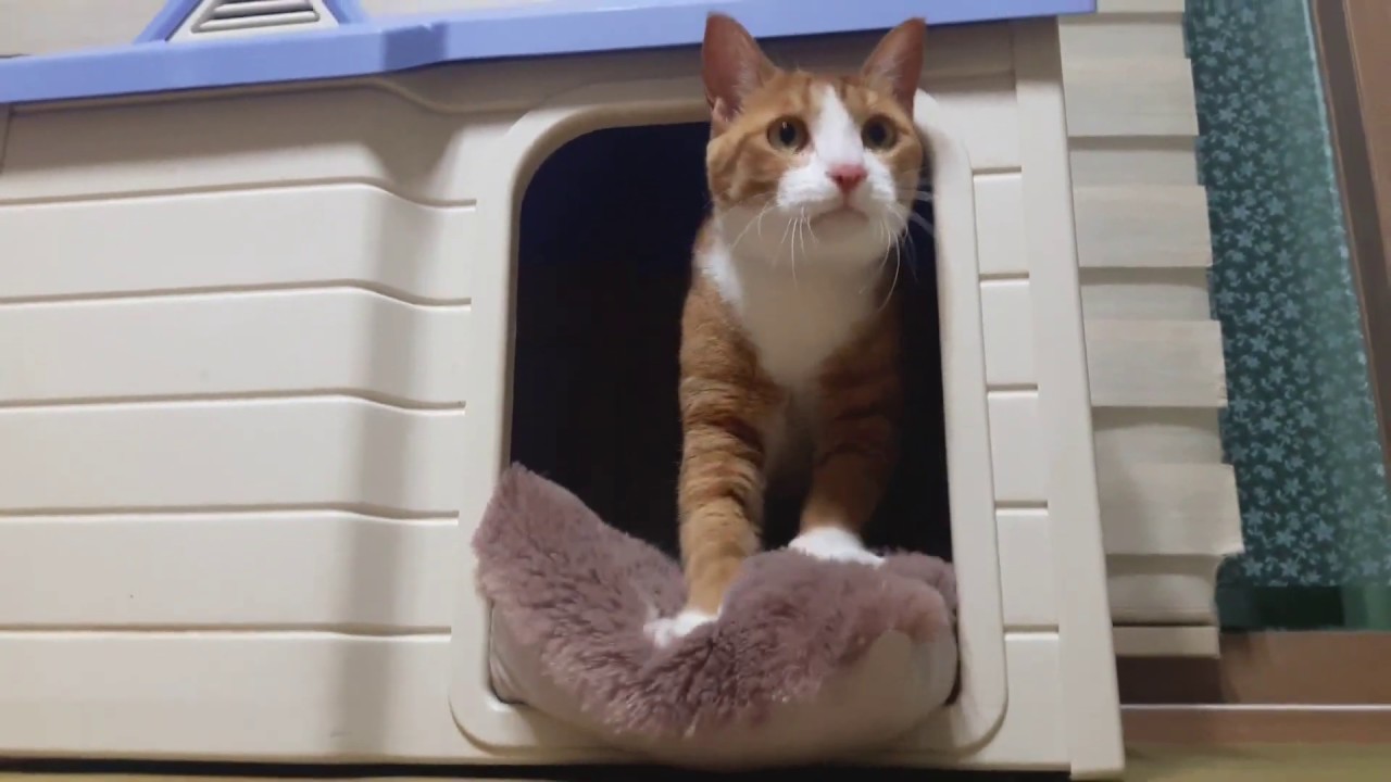 둘재 고양이 꾹꾹이 cat kneading YouTube