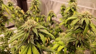 Update: Week 6 FLOWER 🌱 My Indoor WEED GROW
