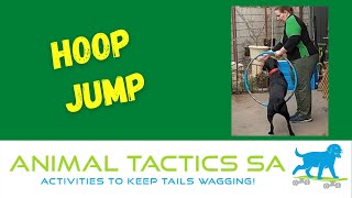 Teaching your dog to Jump Hoop. Novice & Hot Shot, Animal Tactics Level 1