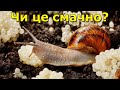 Екзотична їжа України! Смакота для справжніх гурманів!