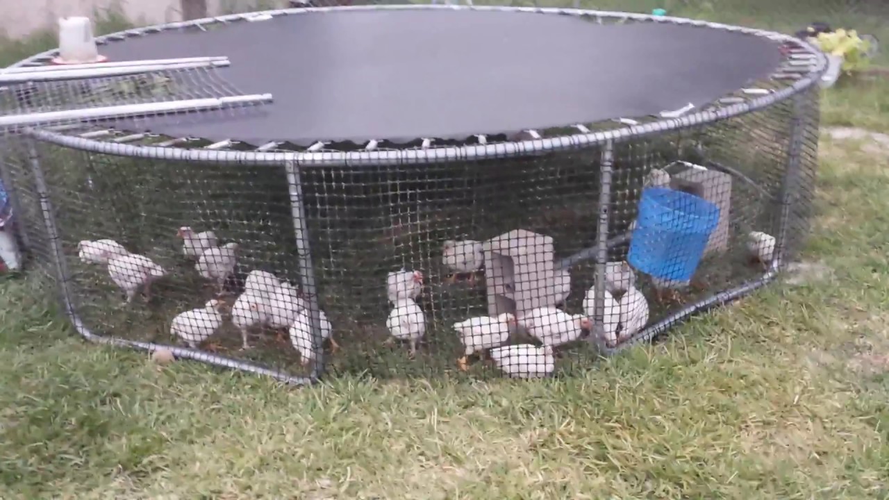 Trampoline Chicken Coop