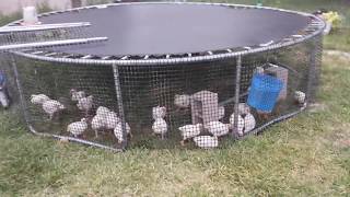 chicken coop diy yourself