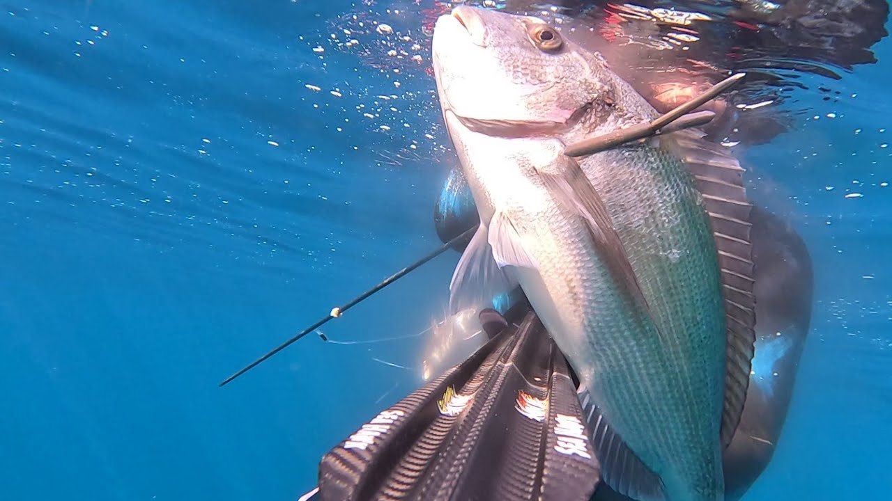 PESCA SUB SUD SARDEGNA-SULCIS:ORATONEEEEEEE XXL E DENTICIONI.