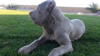 Cane corso 4 month old