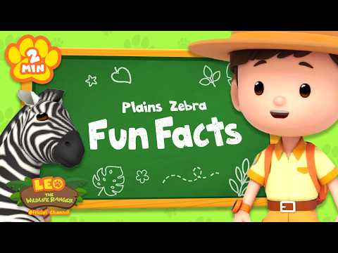 How fast does a Zebra Run? 🦓 | Animal Facts | Leo the Wildlife Ranger