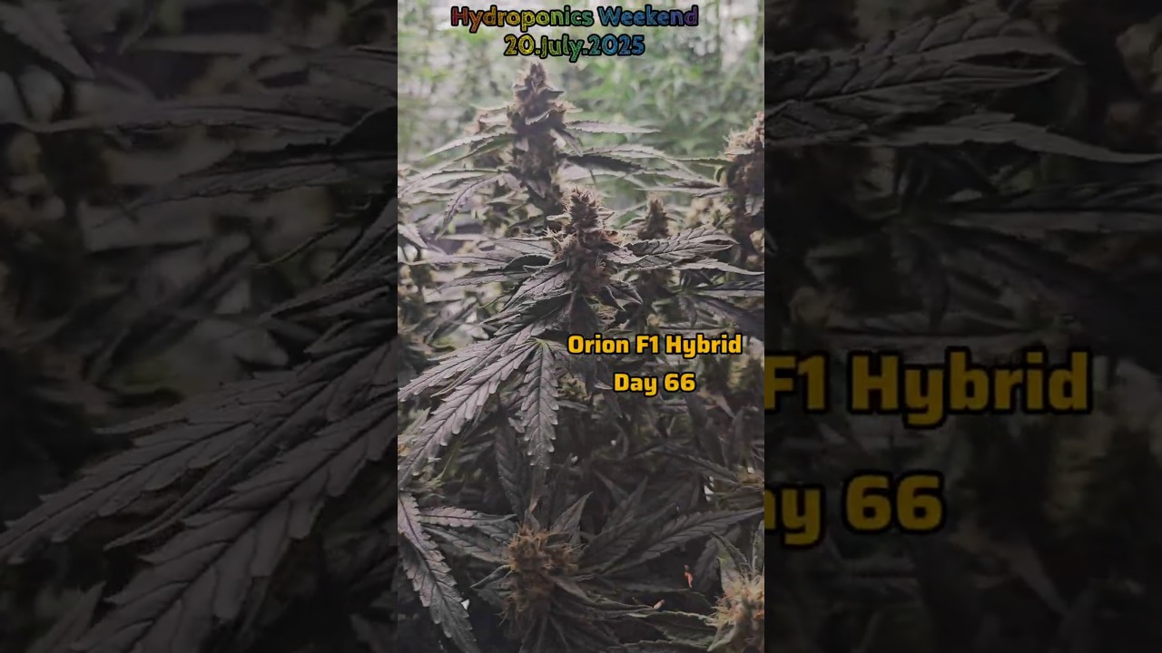 💚Hydroponics Weekend❤️20.7.2025 大麻水培记录 #hydroponics #indoorplants #cannabiseducation #flowers #420