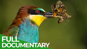 Angry Birds: The Real Predators of the Rivers | Wild Italy | Episode 4 | Free Documentary Nature