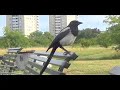 Vid vår lilla Lagun, Årstafältet 1- 9 juli -2018. Häger mm