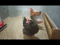 RECOMENDACIONES PARA TENER GALLINAS EN CASA