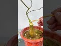bougainvillea .pruning ,aluminum wire bougainvillea #pruning #aluminum wire
