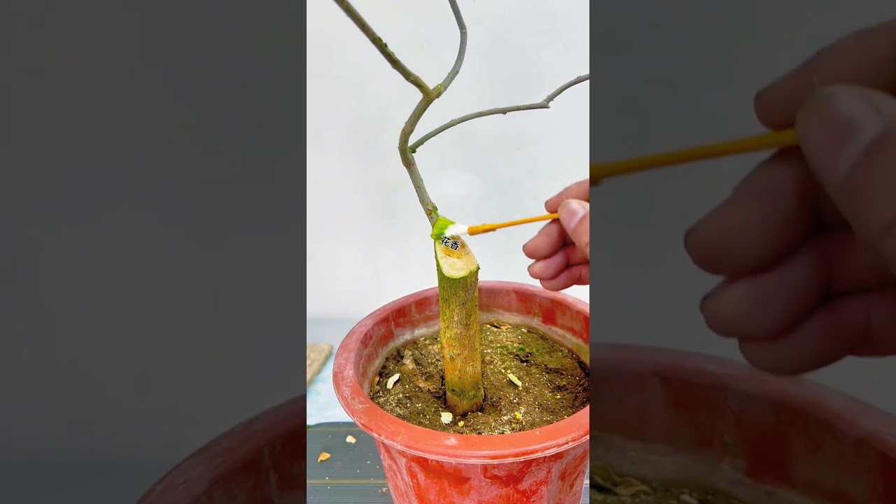 bougainvillea .pruning ,aluminum wire bougainvillea #pruning #aluminum wire