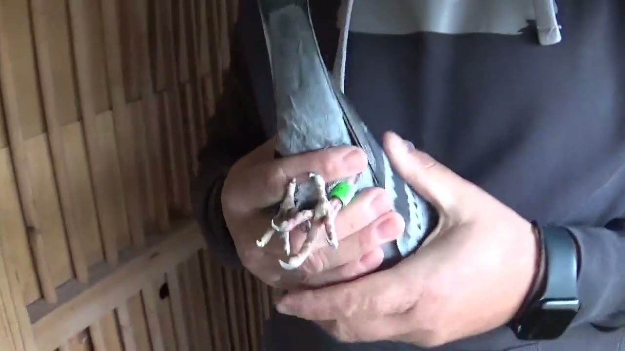 Columbofil dl Sandu Catalin Chitila Ilfov porumbei de zbor 24 martie 2024