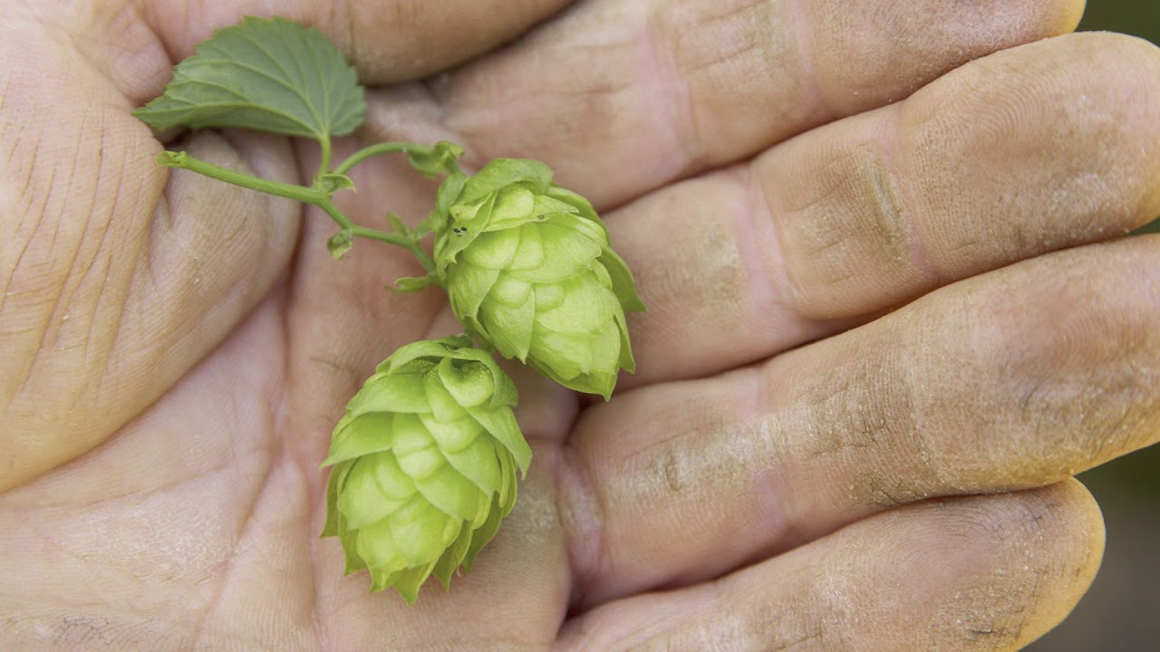 Stiftsbrauerei Schlägl