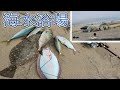 [勝浦]外房サーフに青物襲来!!!!
