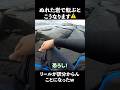 【注意】釣り場の濡れた岩で転ぶとこうなります⚠️