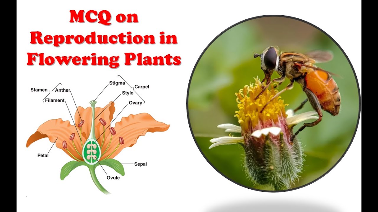 MCQ on Reproduction in Flowering Plant Sexual & Asexual Reproduction