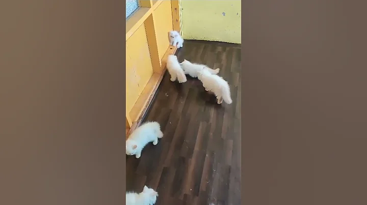 Video 8650521: persian himalayan kitten cat, face himalayan persian cat, doll face himalayan persian, himalayan cats facts