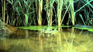 Amphibian extinction - Frogs: The thin Green Line