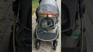 Starszyzna Naszego Stada Na Spacerku. Mamy Ten Luksus, Że Jak Łapki Się Zmęczą I Zmarzną,To Jedziemy