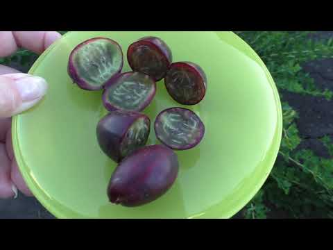 Гранд, вкусный крыжовник