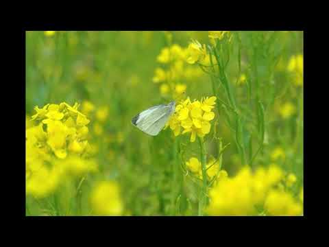 童謡 ♪蝶々A Japanese children's song "Butterfly" or "Chou-chou"