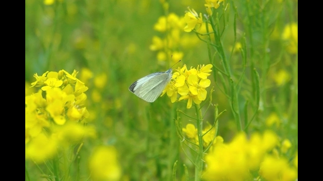童謡 ♪蝶々A Japanese children's song 