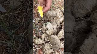 Delicious dishes from nature 🍄🟫#food #cooking #nature #outdoors #short