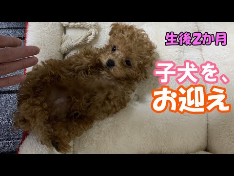 トイプードル生後２ヶ月 名前を覚えました Youtube
