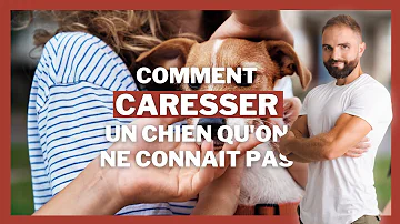 Comment aborder un chien que l'on ne connaît pas