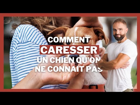 Vidéo: Comment caresser un chien