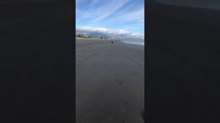 Staffy Running Video 5