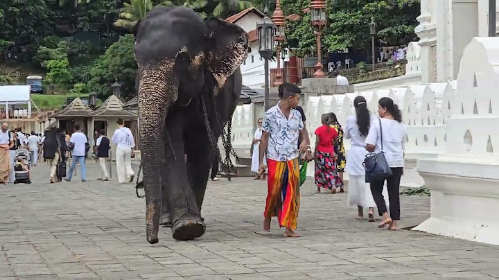 හැමෝටම බායි බායි කියාගෙන එන අලිබෝලේ