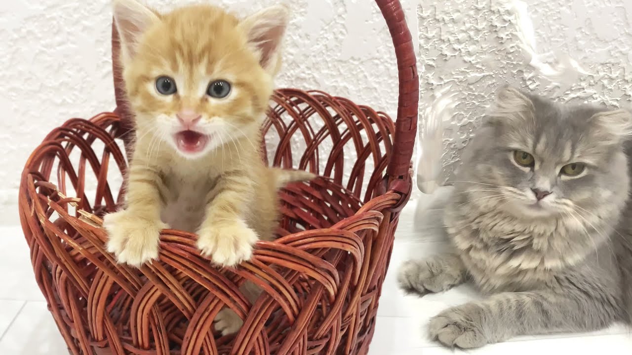 Little ginger kitten is trying to sleep in a basket