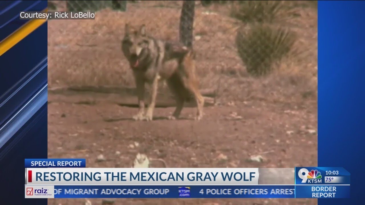 Group advocates bringing back Mexican wolf to W. Texas
